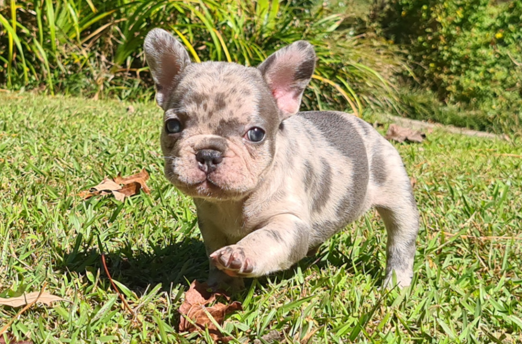 Available Puppies - Ga Loves Frenchies