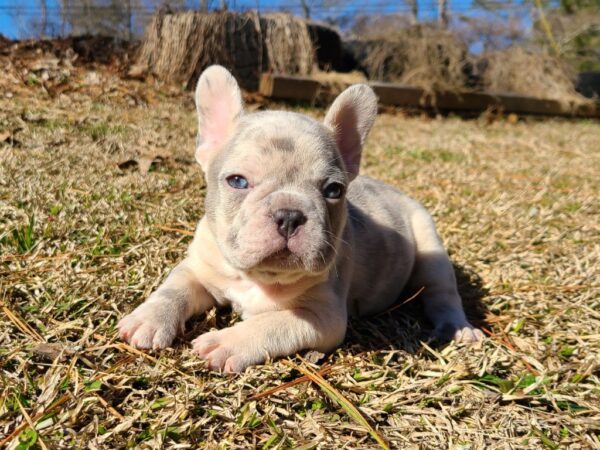 French Bulldog Puppies in Georgia - Frenchies