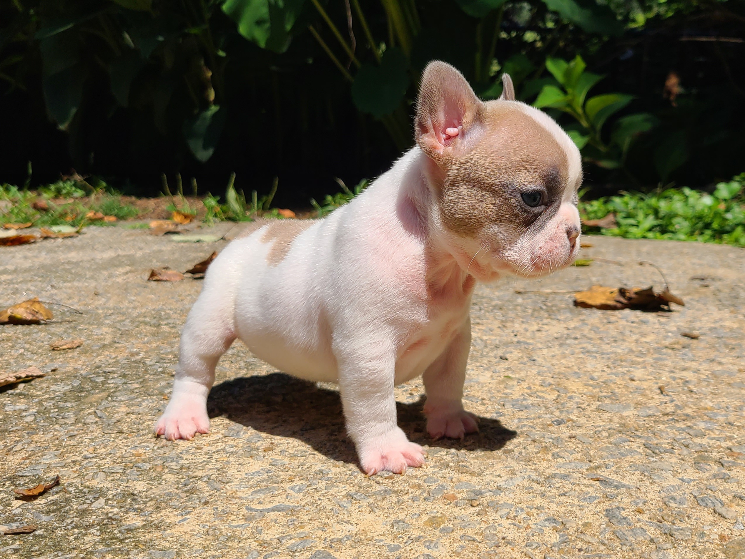 Available Puppies - Ga Loves Frenchies